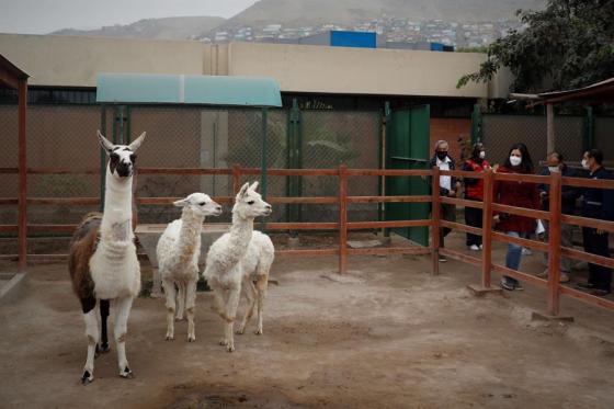 llama llama