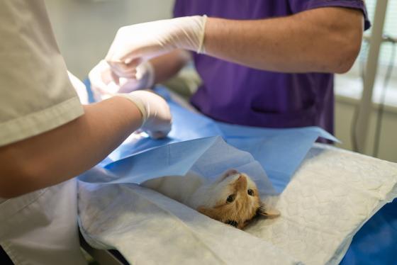 Programa de esterilización de animales Programa de esterilización de animales