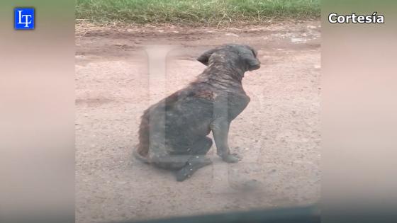 Perro Perro