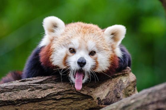 panda rojo panda rojo