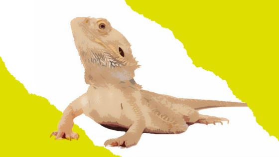 Dragón Barbudo Dragón Barbudo