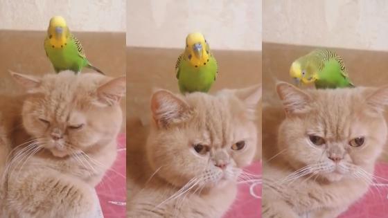 gato gato