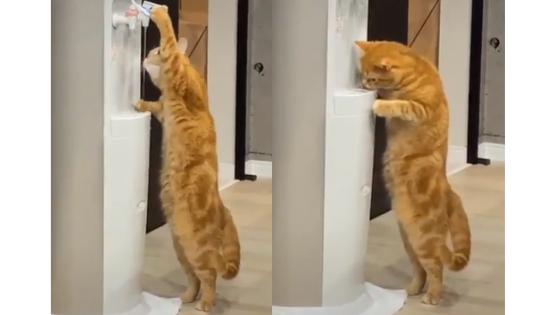 Gato Gato