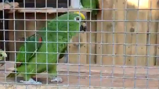 Loro chico Loro Chico