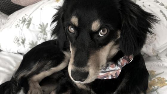 Perro Mambo Perro Mambo