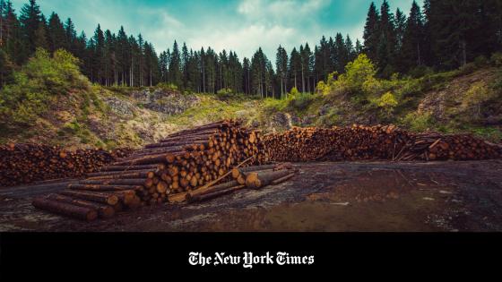 madera cambio climático