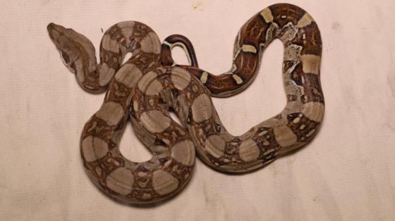 boa constrictor boa constrictor