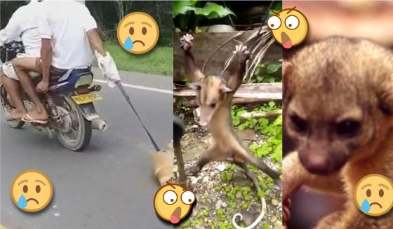 maltrato animal en Colombia maltrato animal en Colombia