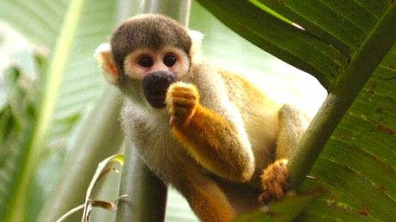 Rescatan mono ardilla de vivienda en Kennedy