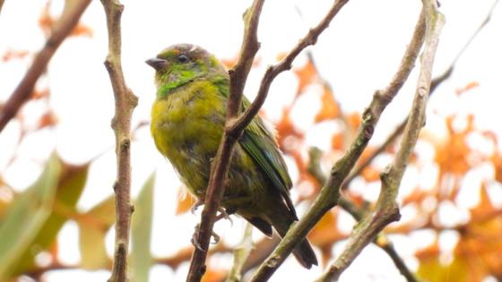 nueva especie de ave en Alto de San Miguel