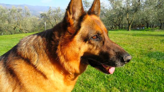 Perros detectives covid-19 Perros detectives covid-19