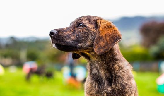 Esta es la situación de las mascotas que vivían en los CAI de Bogotá Esta es la situación de las mascotas que vivían en los CAI de Bogotá