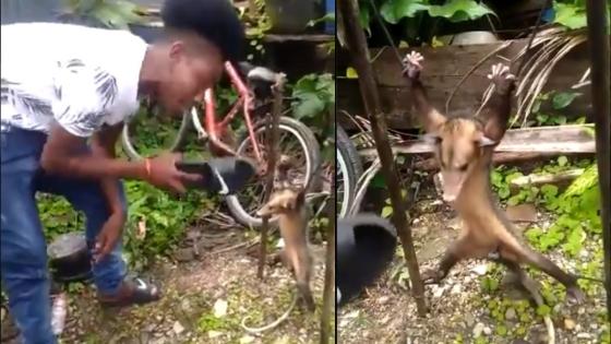 maltrata a una zariguña maltrata a una zariguña