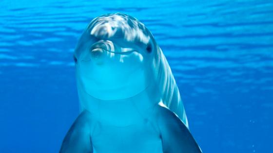 delfines robots delfines robots
