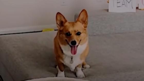 perro perro