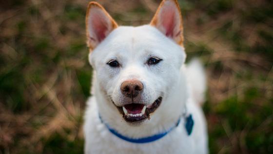 Perro-Hina-Shiba inu