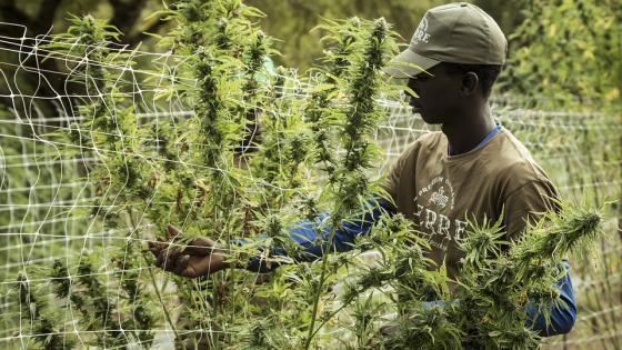 Uso de marihuana medicinal en Panamá Uso de marihuana medicinal en Panamá