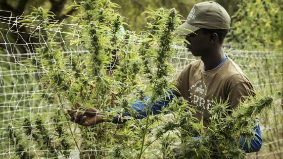 Uso de marihuana medicinal en Panamá