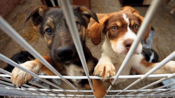 Más de 250 mil animales podrían ser atendidos con Fondos de Desarrollo Local