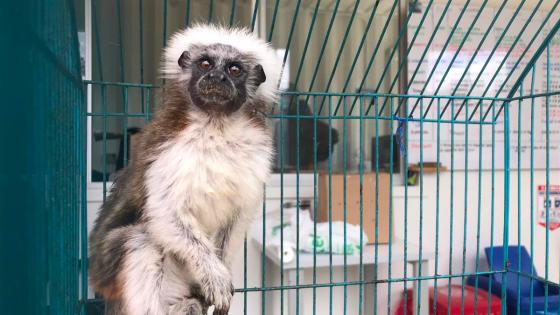 Incautados tres animales silvestres en Bogotá Especie Silveste en vía de extinsion