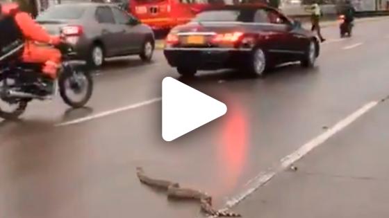 VIDEO | Boa constrictor en plena Carrera 30 en Bogotá VIDEO | Boa constrictor en plena Carrera 30 en Bogotá