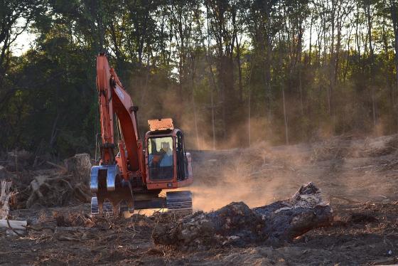 Suspenden durante un año permisos para tala de bosques en Panamá Suspenden durante un año permisos para tala de bosques en Panamá