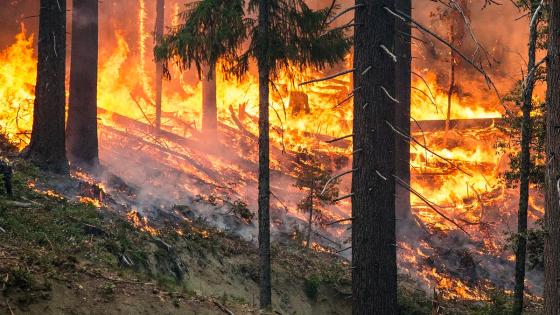 Debido a incendios, cortan energía a miles de personas en California