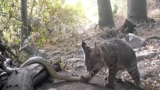 VIDEO Deslumbrante batalla entre un lince y una serpiente cascabel