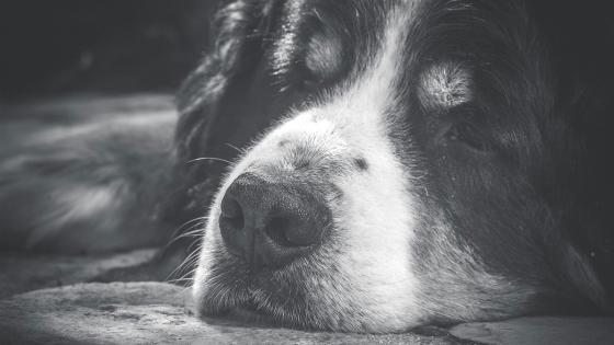 ¿Están devolviendo animales a sus maltratadores? ¿Están devolviendo animales a sus maltratadores?