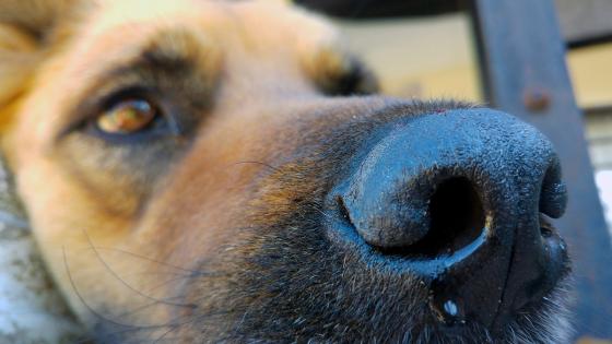 perros perros
