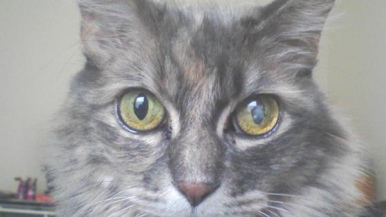 Cómo tratar ojos nublados en los gatos? | KienyKe