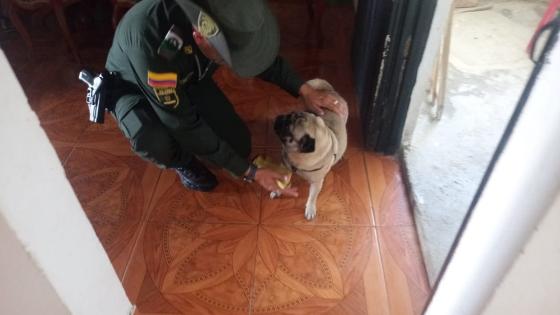 perrita en tolima