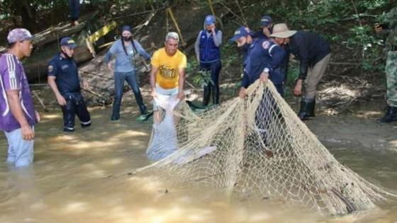 Rescatan a un delfín rosado en Arauca