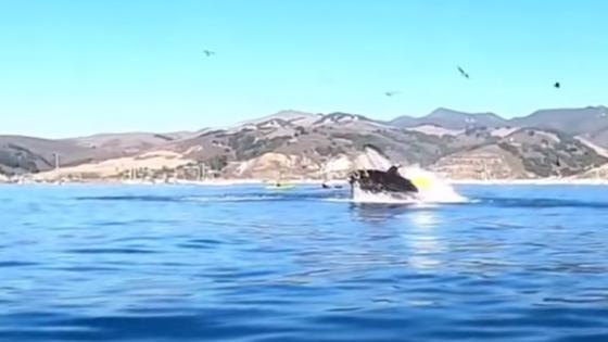 Ballena Ballena