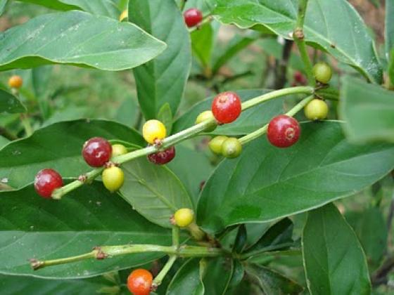 La chacruna, planta que contiene DMT La chacruna, planta que contiene DMT