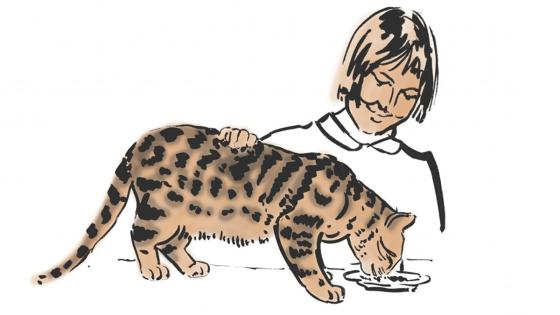 Gato Gato