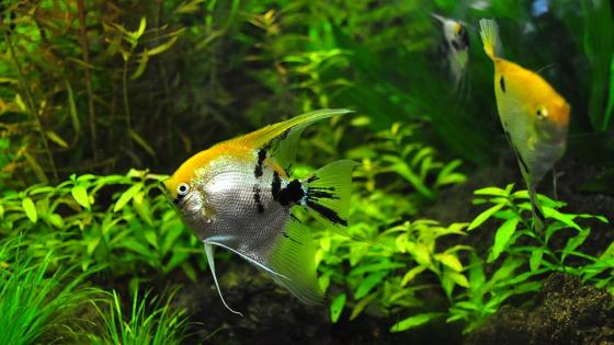 peces Peces