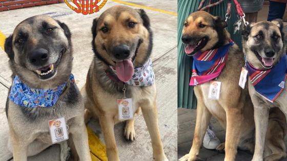 Perros Perros
