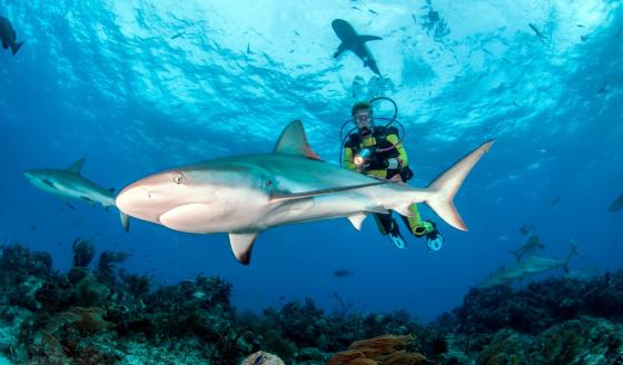 Pesca de tiburones quedó prohibida en territorio colombiano Pesca de tiburones quedó prohibida en territorio colombiano