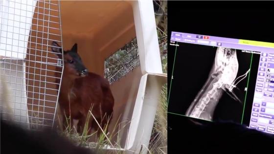 VIDEO | Venado de páramo fue salvado de una jauría de perros VIDEO | Venado de páramo fue salvado de una jauría de perros
