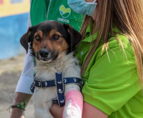 Valiente, el perro símbolo de la tragedia invernal en Dabeiba