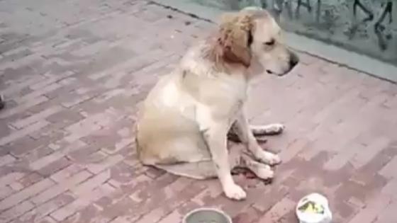 Repudiable caso de abuso sexual y tortura a una perrita en Bogotá Repudiable caso de abuso sexual y tortura a una perrita en Bogotá