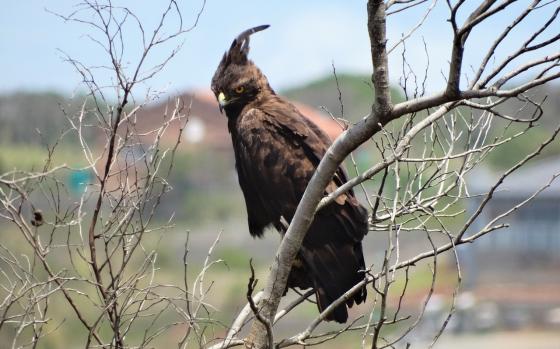 Águila crestada fue vista en Quindío 15 años después y la atacaron Águila crestada fue vista en Quindío 15 años después y la atacaron
