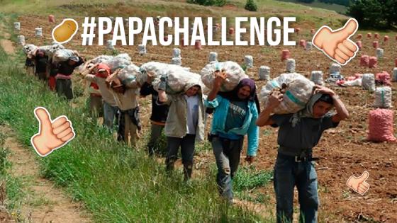 Papa challenge: el reto viral para apoyar a los papicultores colombianos