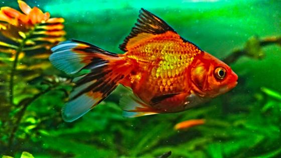 peces peces