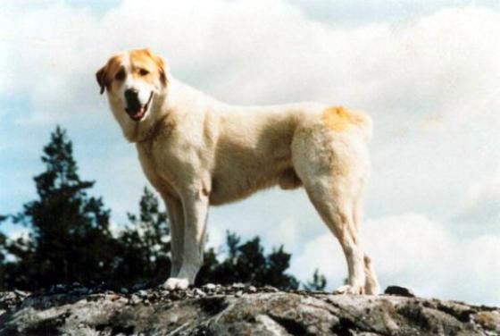 Ejemplar de perro pastor de Asia Central
