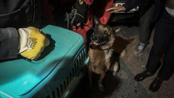 Perro Perro