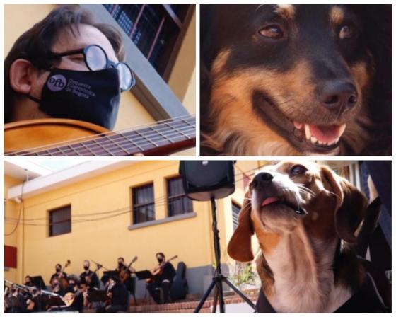 Concierto para perros en Bogotá Concierto para perros en Bogotá