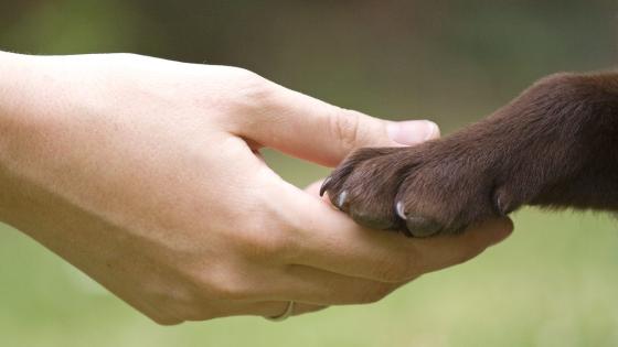 Derechos animales Derechos animales