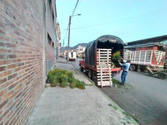 Descarga de ruda Descarga de ruda